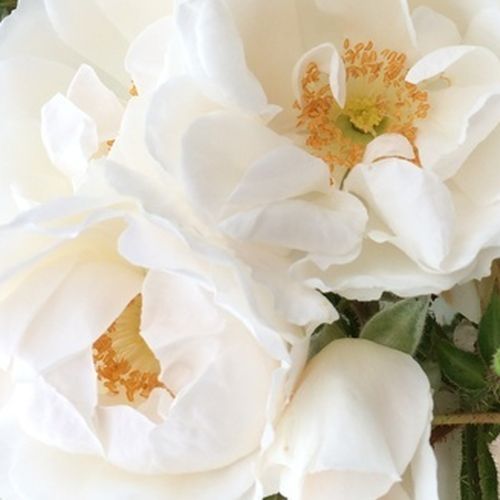 Rosa Hella® - trandafir cu parfum discret - Trandafir copac cu trunchi înalt - cu flori în buchet - alb - Tim Hermann Kordes - coroană curgătoare - ,-